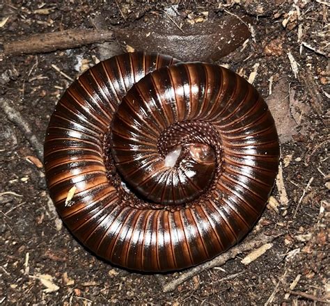 Is my millipede dying or molting?? It looks like her insides are coming ...