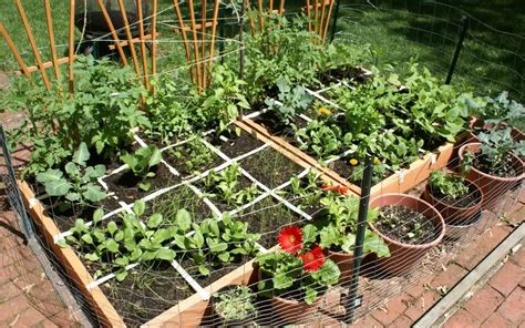 Vegetable Gardening For Beginners Guide - Plant Instructions