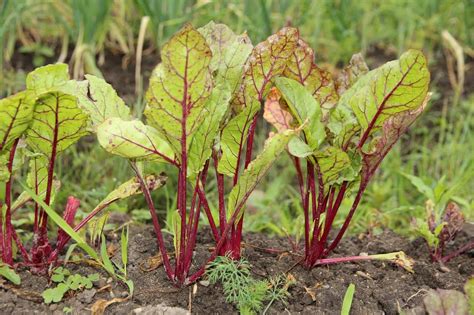 8 Beet Growing Mistakes to Avoid for a Healthy Crop - Gardening Channel