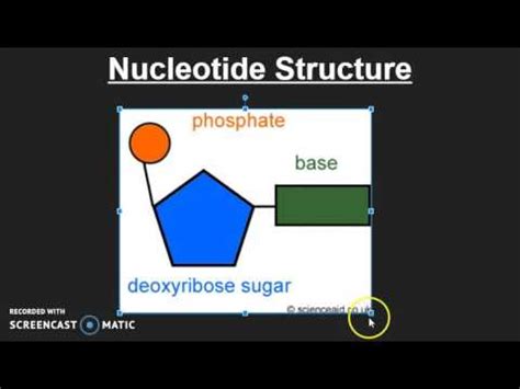 Nucleotide Structure