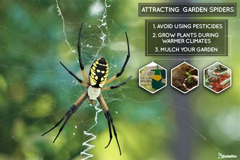 When Do Garden Spider Eggs Hatch?