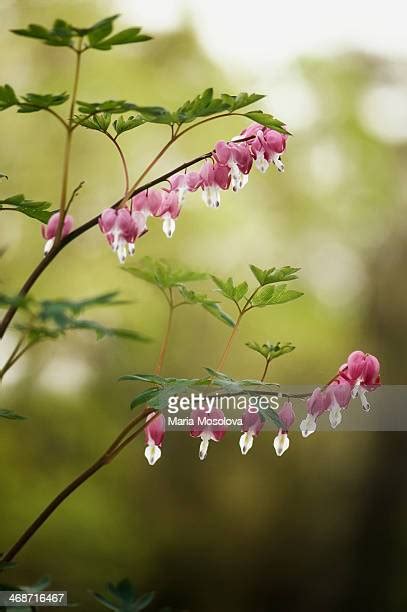 75 Bleeding Heart Flower Arrangement Stock Photos, High-Res Pictures ...