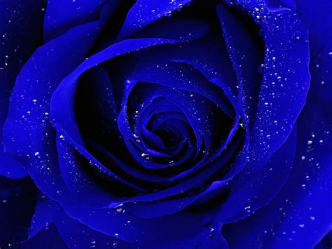 Blue Rose Desktop Wallpaper, Wide High Quality Blue Rose Desktop ...