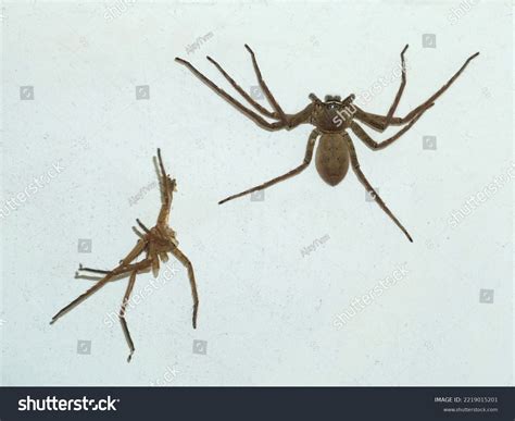 Female Spider Abdomen Swollen Eggs By Stock Photo 2219015201 | Shutterstock