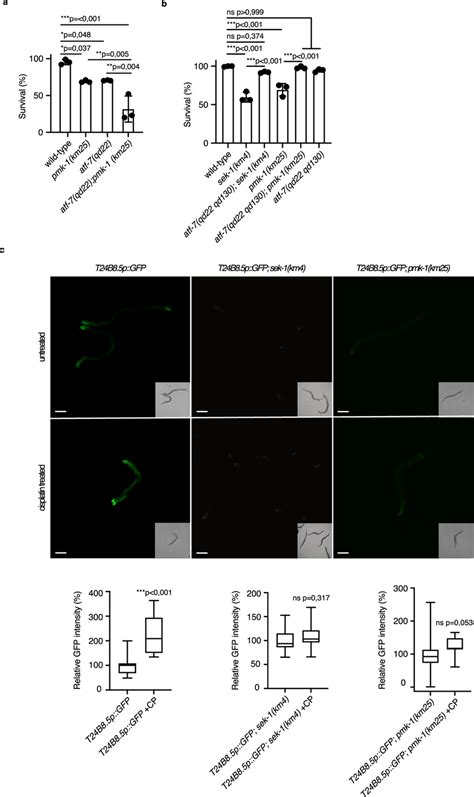 The ATF-7 transcription factor is required for cisplatin resistance in ...