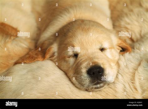 golden retriever dog - puppy sleeping Stock Photo - Alamy