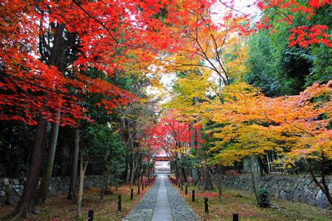 All about autumn in japan – Telegraph