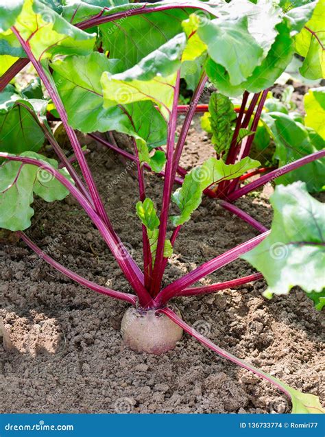 Beets Growing in the Garden. Beet Plant Stock Photo - Image of nature ...