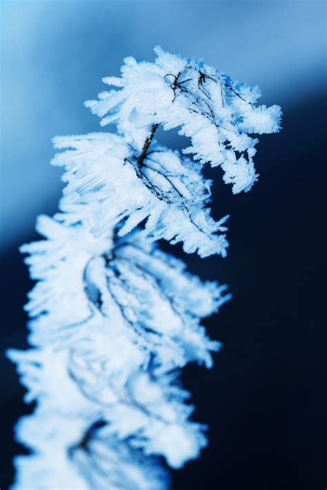 Macro Hoar Frost Free Stock Photo - Public Domain Pictures