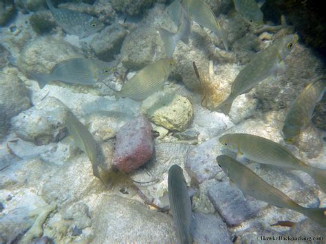 Dry Tortugas Snorkeling - HawkeBackpacking.com