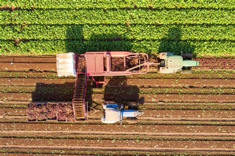 Beet harvester Free Stock Photos, Images, and Pictures of Beet harvester