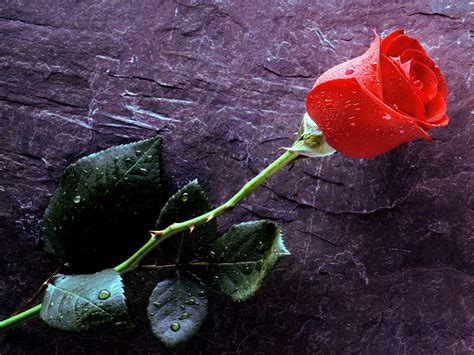 Inspire Yourself: Rose Among Thorns