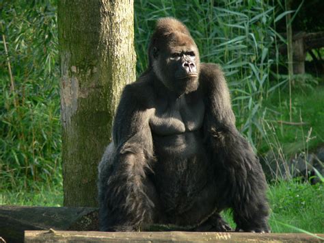 File:Gorilla zoo-leipzig.jpg - Wikipedia