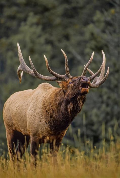 Bull Elk Bugling stock photo. Image of wapiti, bull, mountain - 15066180