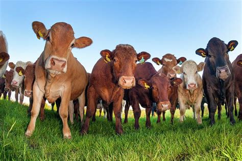 Herd Of Cows Photograph by Alex Hyde