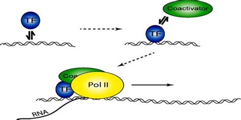 Transcription Factor - Assignment Point