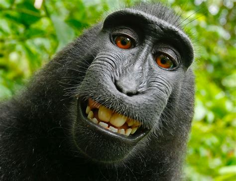 Monkey Selfies, Catching Yawns, and Soulful Connections - Thrive Global