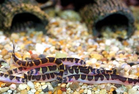 Kuhli Loach: Size, Care, Lifespan, Tank Mates | MeeThePet | Tropical ...