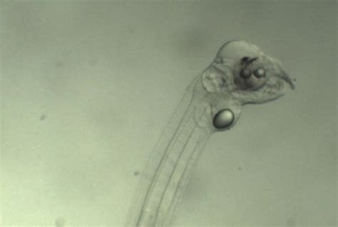 Controlled production of eel(ric) larvae