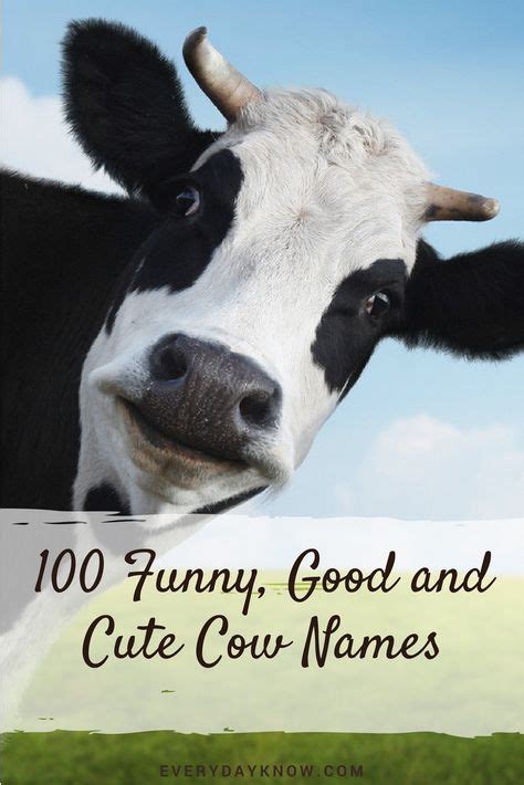 20+ Cow Names ideas in 2020 | cow names, cow, baby cows