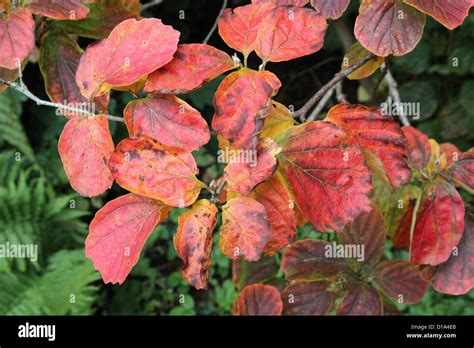 Fothergilla major ( Large Fothergilla ) in Autumn Stock Photo - Alamy