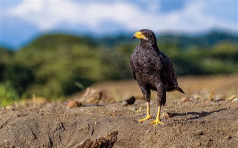 Common Black Hawk | Audubon Field Guide