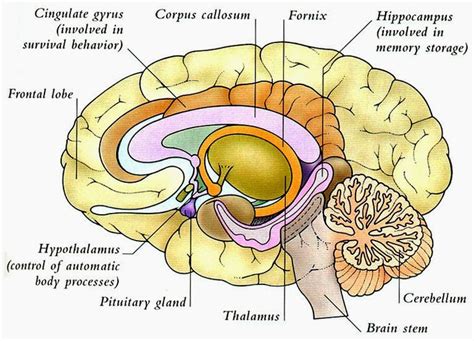 Free Brain Diagram, Download Free Brain Diagram png images, Free ...