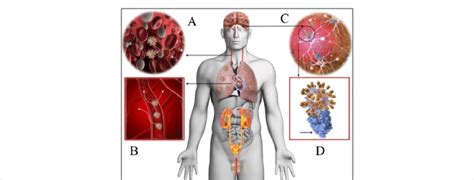 Showing distribution of ACE2 receptors in different parts of body ...