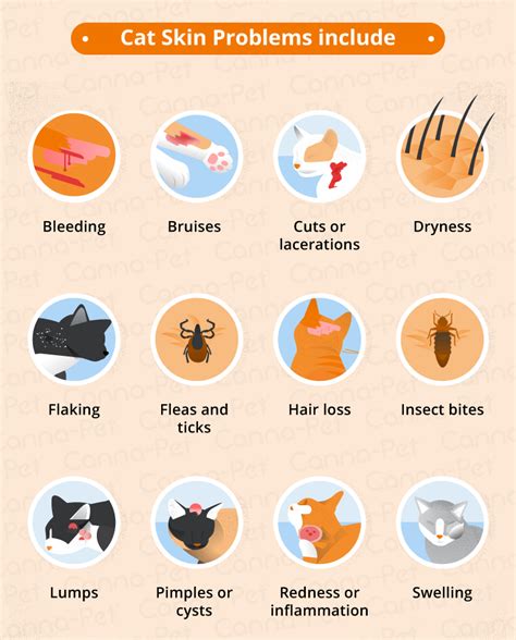 cat skin infection symptoms - Artie Ashton