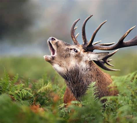 Red Deer in the Scottish Highlands: Where to Spot Them