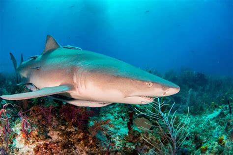 Endangered Sharks: A Crisis in Our Oceans - Nature Roamer