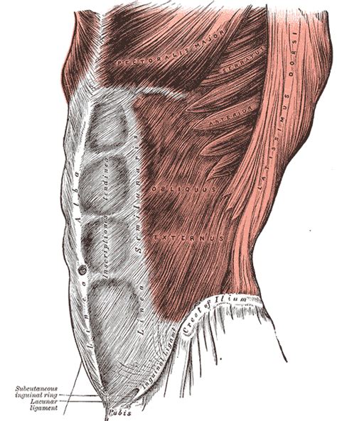 The Rectus Abdominis Muscle