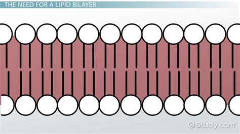 What Is The Structure And Function Of A Lipid | Sitelip.org