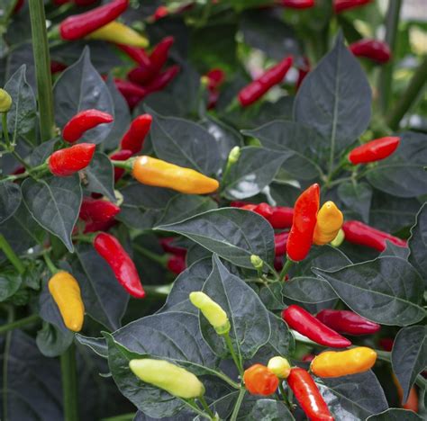 25 Tabasco Pepper Seeds Hot Pepper Seeds Non-gmo Heirloom - Etsy