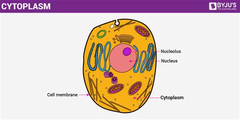 Cytoplasm - An Overview of its Structure And Functions