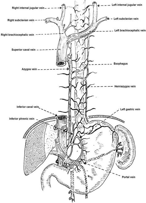 Esophagus Layers Diagram