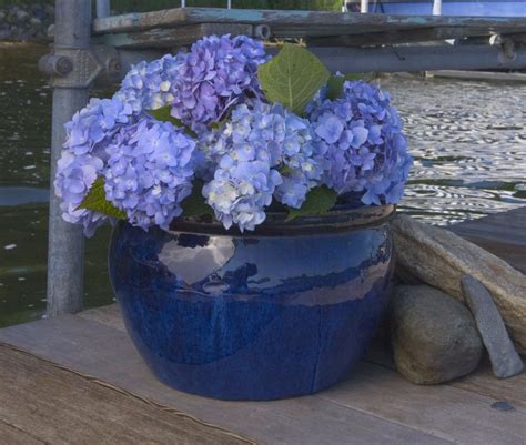 Hydrangea macrophylla Endless Summer® Blue var. ‘BAIlmer’ (N) - Life is ...