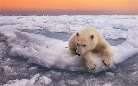 Download Wallpaper 1920x1200 Polar bear, snow, sunset HD Background