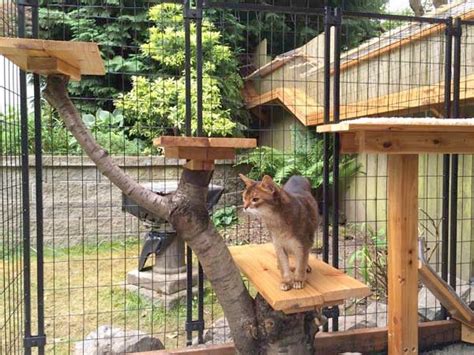 Awesome Large DIY backyard Cat Enclosure | Cuckoo4Design