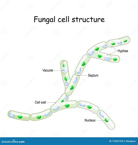 The Structure Of A Fungal Hyphae. Coenocytic Hyphae, Septate Hyphae ...