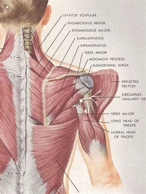 Pin on Anatomia musculos | Human muscle anatomy, Body muscle anatomy ...