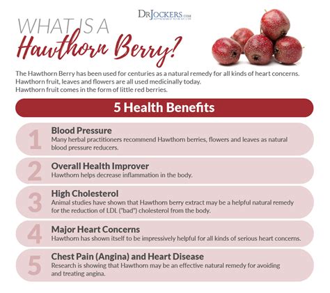 Hawthorn Berry Health Benefits And How To Use Axe, 41% OFF