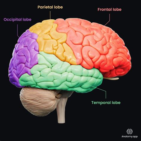 Lobes Of The Brain