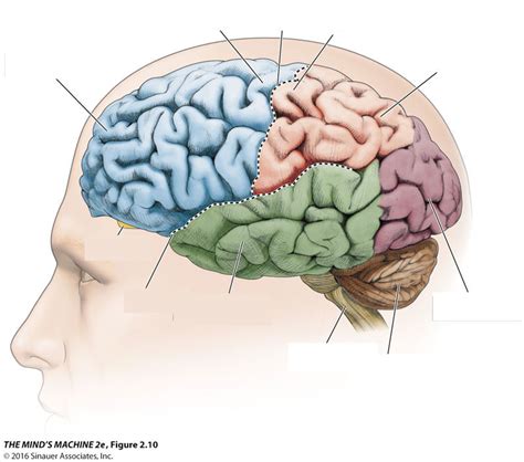 Brain Lobes Diagram | Quizlet