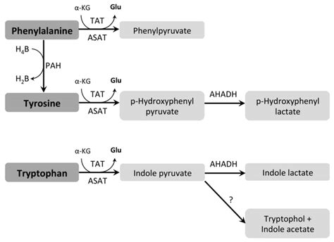 Phenylalanine Tyrosine Tryptophan