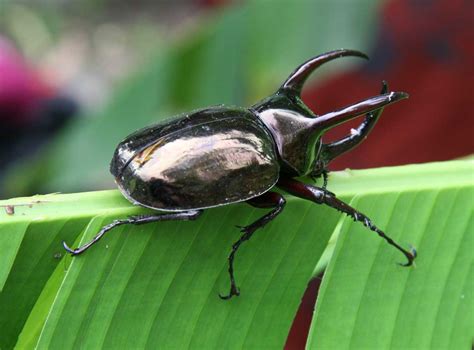 Learn About Nature | Three Horned Rhinoceros Beetle - Learn About Nature