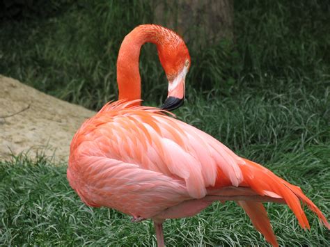 flamingo bird free image | Peakpx