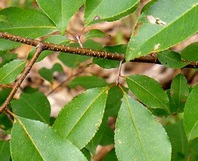 Livestock poisoning possible from wilting black (wild) cherry leaves ...