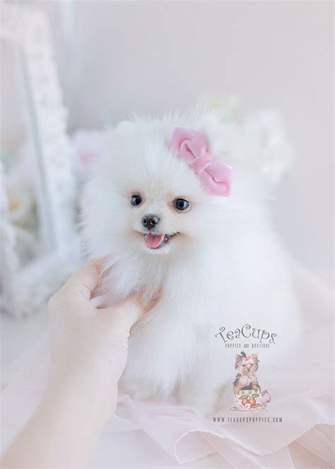 Snow White Pomeranian Puppies | Teacup Puppies & Boutique