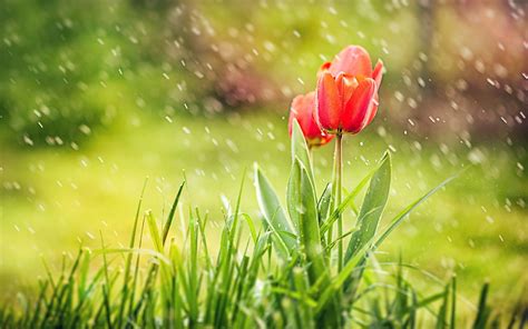 Spring Rain Wallpapers - Top Free Spring Rain Backgrounds - WallpaperAccess